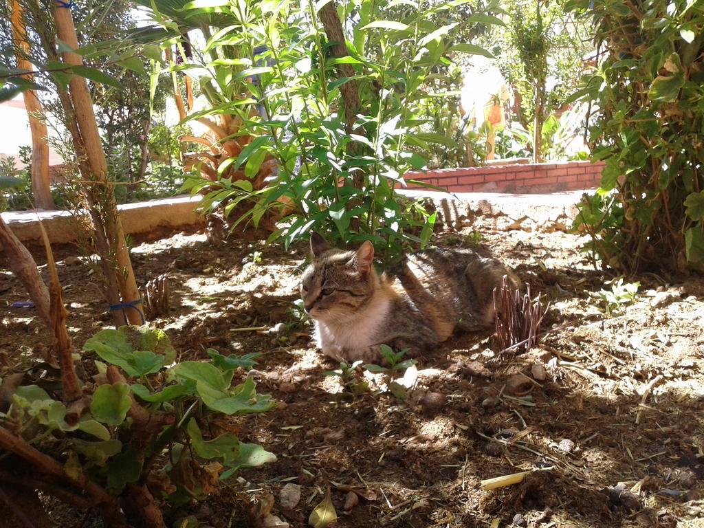 Auberge Le Jardin De La Source Aït Ben Ali Εξωτερικό φωτογραφία
